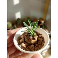 ราคา cactus/Euphorbiaยูโฟเบียจาโปนิก้า หัวคนป่า (3291756008)