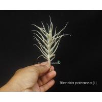 ราคา Tillandsia paleacea (L) #ทิลแลนเซีย #tillandsia #airplant #bromeliad (20678274624)