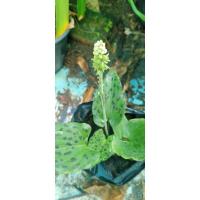 ราคา ว่านรวยล้นฟ้า ว่านรวยล้นฟ้า (6178194979)