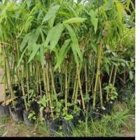 ราคา ไผ่กิงซุง หรือไผ่ตงลืมแล้ง กิ่งชำ 50-60ซม (43854365176)