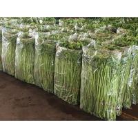 ราคา ถุงผัก ถุงใส่ผักบุ้ง ถุงใส่ผัก เจาะรู 1โล ขนาด30*20 เหนียว ใส ปากเปิดง่าย (28534691114)