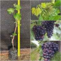 ราคา 1 ต้นพันธุ์องุ่นแบล็คโอปอลเสียบยอดไร้เมล็ดให้ลูกใหญ่หวานอร่อย ปีละออกผล2-3 ครั้ง ต้นองุ่น black opal (28124823968)