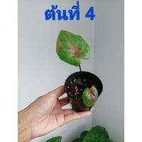 ราคา นางไหม​ บอนสี​ ต้นสวย​ (12531384186)