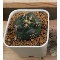 ราคา แคคตัสช้าง Coryphantha elephantidens (9430880220)