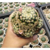 ราคา แมม ขนนกเหลืองฟอร์มกอ ดอกชมพู แคคตัส กระบองเพชร (19911932397)