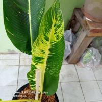ราคา กล้วยพัดด่าง/ลายขัดสวย/ส่งต้นจริงในรูปค่ะ (11327500312)