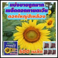 ราคา แบ่งขาย500เมล็ด เมล็ดดอกทานตะวัน ดอกใหญ่เมล็ดดอกทานตะวัน สีเหลืองสด ทนแดด ดอกทานตะวัน เมล็ดพันธุ์ดอกทานตะวัน (6334494768)