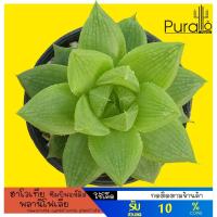 ราคา ต้นไม้อวบน้ำ ฮาโวเทีย ซิมบิฟอร์มิส พลานิโฟเลีย Haworthia cymbiformis planifolia. #succulents #ฮาโวเทีย #Haworthia (7440228100)