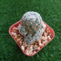 ราคา แมมดูไวกระบองเพชรแคคตัส (7319771305)