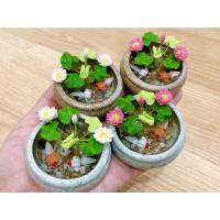 ราคา อ่างบัวหลวงจิ๋ว อ่างปลาเงินปลาทองจิ๋ว เสริมฮวงจุ้ย น่ารักมาก ขนาดเล็ก กว้าง 5 cm. (44405621380)