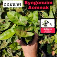 ราคา ออมนาค syngonium Aomnak ต้นออมนาค syngonnuim (20134070276)