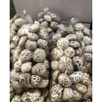 ราคา เห็ดหอมญี่ปุ่น น้ำหนัก 500 กรัม เห็ดหอมลายญี่ปุ่น ขนาดไซส์ AAAAA4 ลายขาว เนื้อหนา กรอบ เห็ดหอมคัดพิเศษ (9830542121)