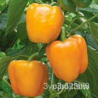 ราคา ผลิตภัณฑ์ใหม่ เมล็ดพันธุ์ 2022พริกหวานยักษ์ สีส้มถูกที่สุด 10บ.เมล็ดอวบอ้วนพริกหวานยักษ์ สีส้ม20 เมล็ด งอกง่าย /งอก VIZ (20770205679)