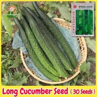 ราคา เมล็ดพันธุ์ แตงกวาญี่ปุ่น บรรจุ 30 เมล็ด Japanese Cucumber Seed Organic Vegetable Seeds เมล็ดแตงกวาญี่ปุ่น ผักสวนครัว (27482483567)