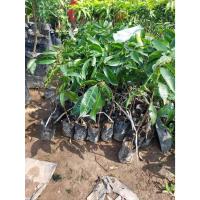 ราคา มะปราง หวาน สุวรรณบาตร 1 ต้น (24984307404)