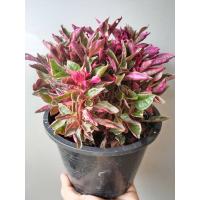 ราคา ต้นเกล็ดทับทิม ไม้มงคลที่ต้องปลูกประจำบ้านร้านค้าจ้า (21316387777)