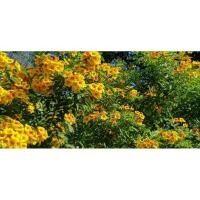 ราคา ทองอุไรสีเหลืองส้ม ต้นทองอุไร 3ถุง (3ต้น) (4861820532)