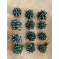 ราคา ยิมโน จากพ๊อตด่างมิฮาโน ยิมโนมิฮาโน ยิมโนคาไลเซียม สั่งขั้นต่ำ10 ต้นนะจ๊ะ (19305635053)