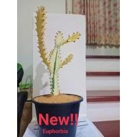 ราคา ยูโฟเบีย สลัดไดขาว กระดูกมังกร แลคเทียไวท์โกรส (12309037477)