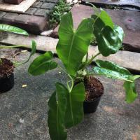 ราคา ต้นเงินไหลมาหรือฟิโลเดนดรอน มรกตหยก ไม้มงคลฟอกอากาศ (6840753977)