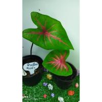 ราคา บอนสี ช้างเผือกใบบัว (13023821382)