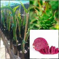 ราคา กิ่งพันธุ์แก้วมังกร พันธุ์นำเข้า หายาก Dark Star พันธุ์แท้ 100% (17068388512)