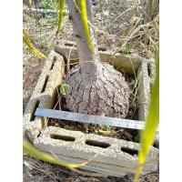 ราคา ต้นหัวโต/แซ่หางม้า Nolina recurvata Hemsl. (4156092479)