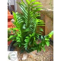 ราคา ต้นพันธุ์สมุนไพรว่านตีนตะขาบ/บรรไดสวรรค์ (40556536114)