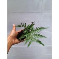 ราคา เฟิร์นนาคราชเป็นลักษณะก่อ (28320365478)