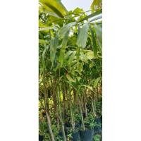 ราคา ต้นปาล์มหางกระรอกหรือปาล์มฟอกเทล/ไซส์ใหญ่จัมโบ้ (25678038308)