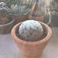 ราคา แมมขนนกขาว ดอกชมพู (2676121509)