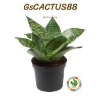 ราคา ต้นลิ้นมังกรแคระสีเขียว+กระถาง (10112271922)