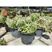 ราคา ต้นพญานาคราชด่าง กระถาง 5 นิ้ว ไม้มงคล (8676921181)