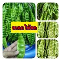 ราคา สะตอสดปักษ์ใต้ สะตอฝักสวยๆๆ จำนวน 1 ฝัก 15 บาท สะตอเก็บสดๆจากสวน *ขั้นต่ำ 5 ฝั่ก* (18855433978)