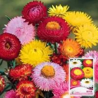 ราคา （รับประกันหลังการขายงอก100%）เมล็ดดอกกระดาษ คละสี Straw flower ดอกบานไม่รู้โรยฝรั่งหลากสี Z8LI (19135085484)