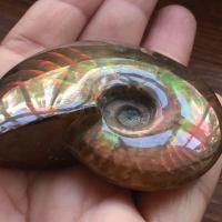 ราคา Madagascar ธรรมชาติ Iridescent Ammonite Ammolite Facet ตัวอย่างแร่หิน Conch ของสะสมเครื่องประดับ (28561500471)