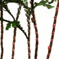 ราคา เฟิร์นนาคราช Giant Hare's-Foot พญานาคราช ว่านนาคราช เนระพูสี นาคราชใบหยาบ เฟิร์น ต้นไม้ (3816152829)