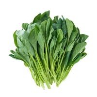 ราคา 1000 เมล็ด คะน้ายอด คะน้าก้าน Chinese Kale (43422553909)