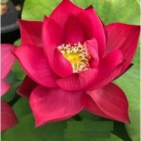 ราคา 8 เมล็ดบัว สายพันธุ์ Chinese Red Lotuses Flower Seeds สีแดง บัวหลวงนอก บัวสาย (21482742005)