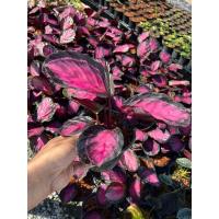 ราคา คล้านกยูงม่วงสวยๆแน่น (12846990122)