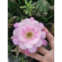 ราคา กระบองเพชร cactus โลบิเวีย echinopsis หน่อเด็ดสด ลูกไม้ที่สวนสีใหม่ล่าสุด Echinopsis jr2426 ขนาด 3 ซม.-4 ซม. (18079951760)