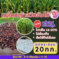 ราคา ✅ สวีทจัมโบ้ เมล็ดหญ้าสวีทจัมโบ้ 20 กิโลกรัม #พร้อมปลูก(รับประกันการงอก) หญ้าเลี้ยงสัตว์ พันธ์ุหญ้า หญ้าเลี้ยงวัว (12275352332)