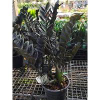 ราคา กวักมรกตดำ กระถาง7-8นิ้วฟร์อมสวยแน่นกิ่งสวยใบดำใบสวย (6079225655)