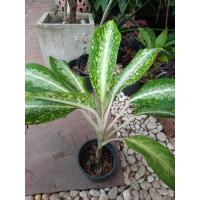 ราคา ต้นบันลังค์ทอง ไม้มงคล ไม้ประดับ (18425634000)