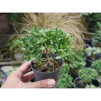 ราคา ต้นหูกระจงพันธุ์แคระ ไซส์กระถาง3นิ้ว (13290570016)