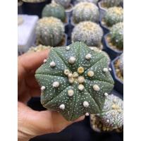 ราคา กระบองเพชร แคคตัส แอสโตรไฟตัม ซุปเปอร์ สตาร์เชป (cactus astrophytum super star shape) (23175998574)
