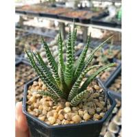 ราคา ม้าลายแคคตัส ม้าลายกระบองเพชร กระบองเพชร แคคตัส (9362068927)