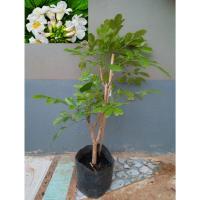 ราคา ต้นปีบ,ดอกปีบยูนาน ไม้ประดับดอกหอม จัดส่งต้นตามรูป80-90ซ.ม. (9343447931)