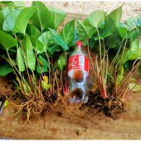 ราคา (5ต้น)(ขาย ต้นพันธุ์) ต้น ว่าน เสน่ห์จันทร์เขียว เสน่ห์จันทร์ดำ เสน่ห์จันทร์แดง ต้นเสน่ห์จันทร์ เสน่ห์จันทร์ Anantaporn (11820586064)