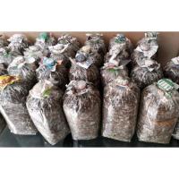 ราคา ก้อนเชื้อเห็ดโคนน้อย (1303944172)